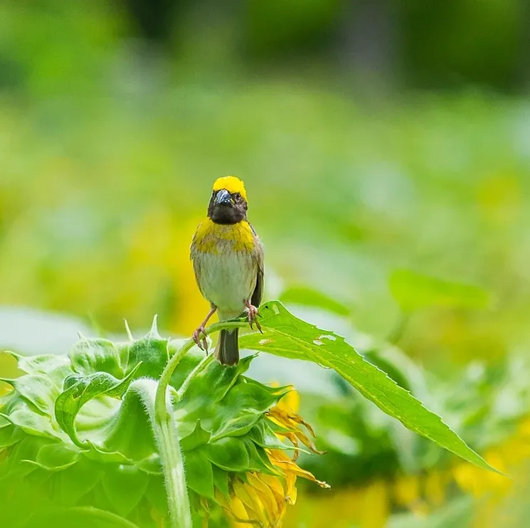 Sunflower 2017