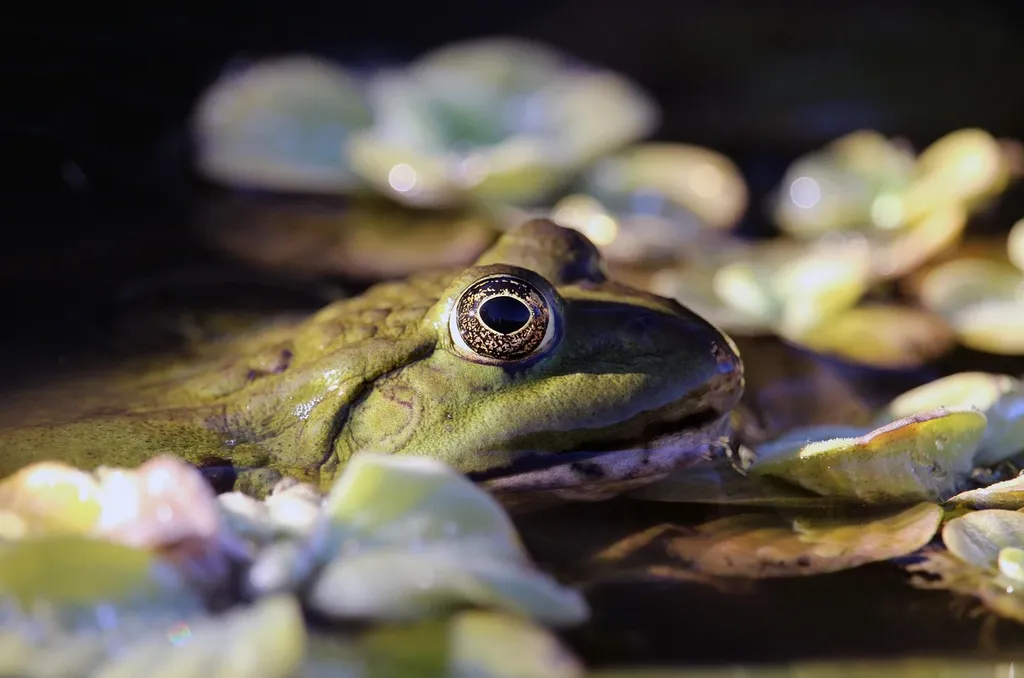 Frog pond 80x120cm